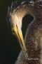 Anhinga;Anhinga-anhinga;portrait;one-animal;close-up;color-image;photography;day